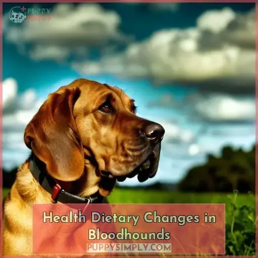 Health Dietary Changes in Bloodhounds