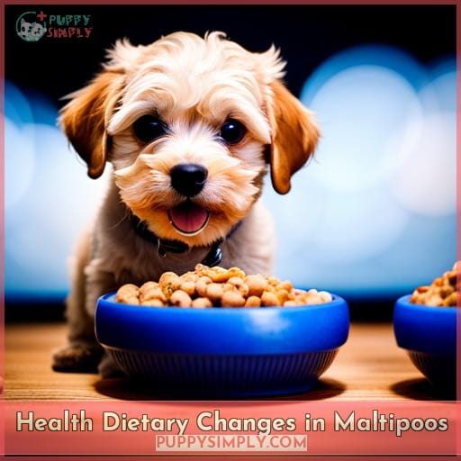 Health Dietary Changes in Maltipoos