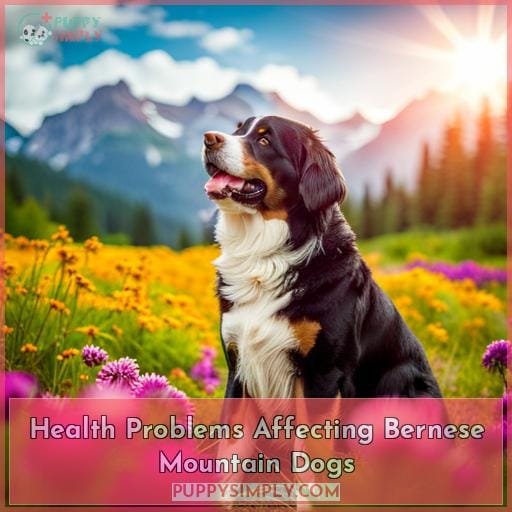 Health Problems Affecting Bernese Mountain Dogs