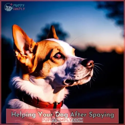 Helping Your Dog After Spaying