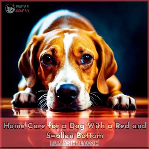 Home Care for a Dog With a Red and Swollen Bottom