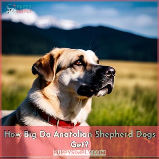 How Big Do Anatolian Shepherd Dogs Get