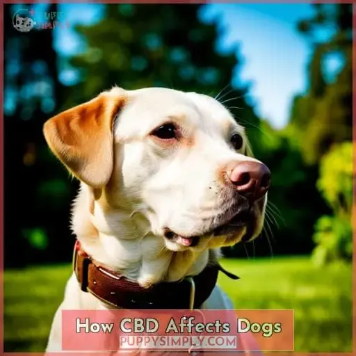 How CBD Affects Dogs