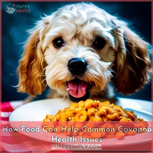 How Food Can Help Common Cavapoo Health Issues
