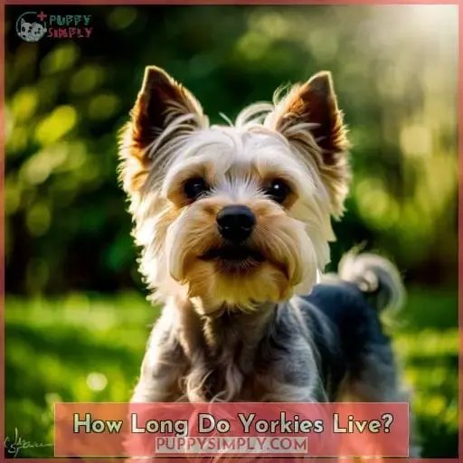 How Long Do Yorkies Live