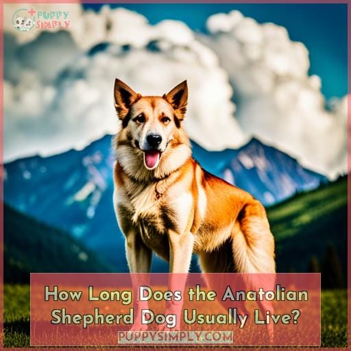 How Long Does the Anatolian Shepherd Dog Usually Live