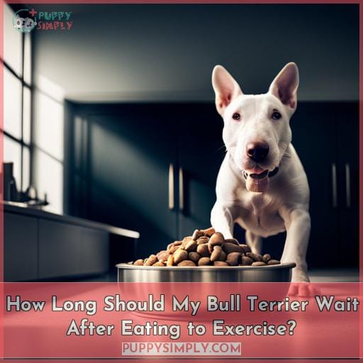 How Long Should My Bull Terrier Wait After Eating to Exercise