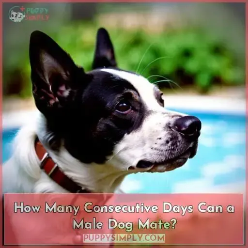 How Many Consecutive Days Can a Male Dog Mate