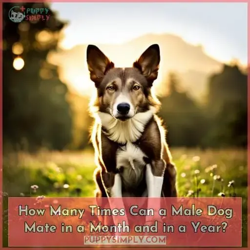 How Many Times Can a Male Dog Mate in a Month and in a Year