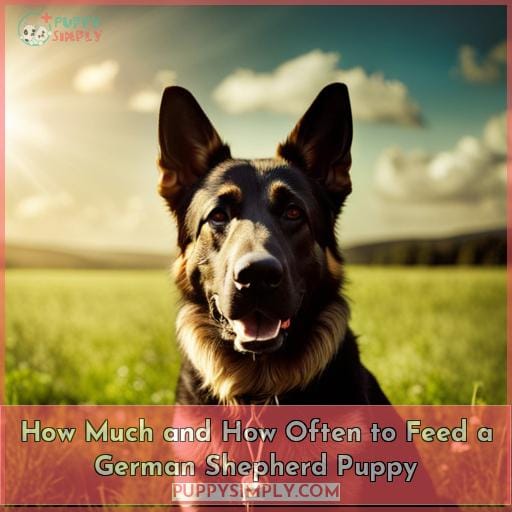 How Much and How Often to Feed a German Shepherd Puppy