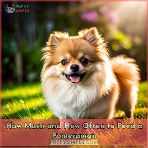 How Much and How Often to Feed a Pomeranian
