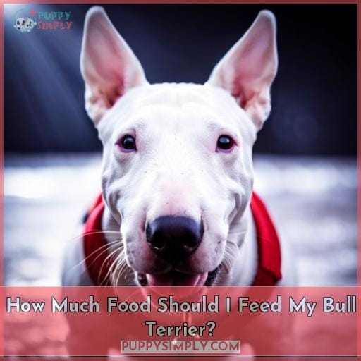 How Much Food Should I Feed My Bull Terrier