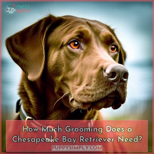 How Much Grooming Does a Chesapeake Bay Retriever Need