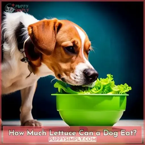 How Much Lettuce Can a Dog Eat