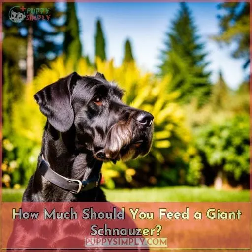 How Much Should You Feed a Giant Schnauzer