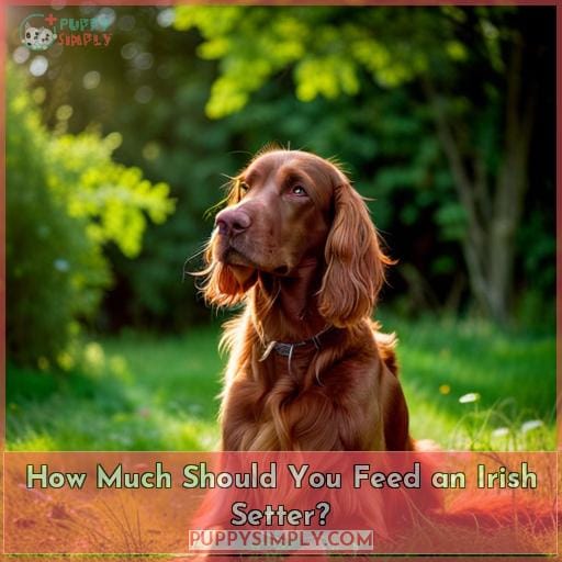 How Much Should You Feed an Irish Setter