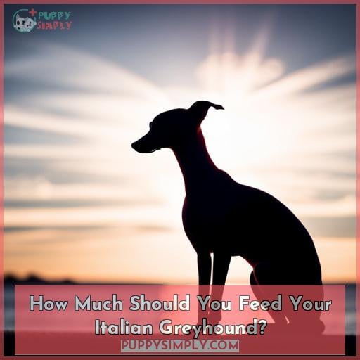 How Much Should You Feed Your Italian Greyhound