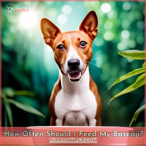 How Often Should I Feed My Basenji