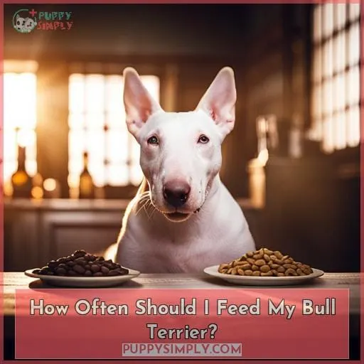 How Often Should I Feed My Bull Terrier