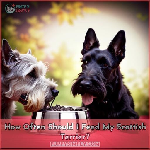 How Often Should I Feed My Scottish Terrier