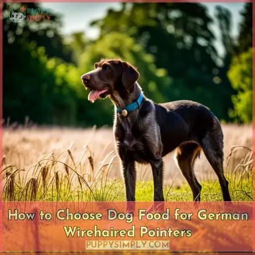 How to Choose Dog Food for German Wirehaired Pointers