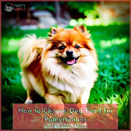 How to Choose Dog Food for Pomeranians