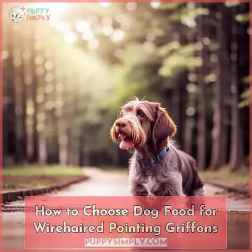 How to Choose Dog Food for Wirehaired Pointing Griffons