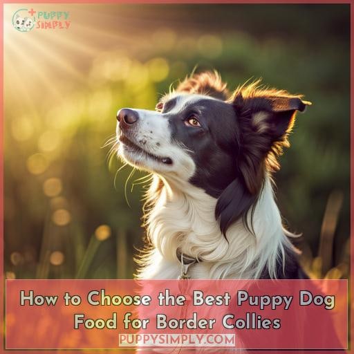 How to Choose the Best Puppy Dog Food for Border Collies
