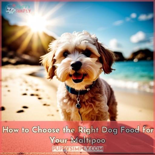 How to Choose the Right Dog Food for Your Maltipoo