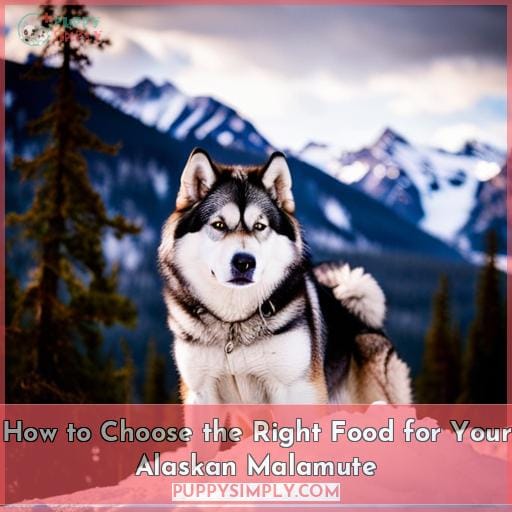 How to Choose the Right Food for Your Alaskan Malamute