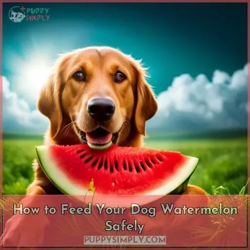 How to Feed Your Dog Watermelon Safely