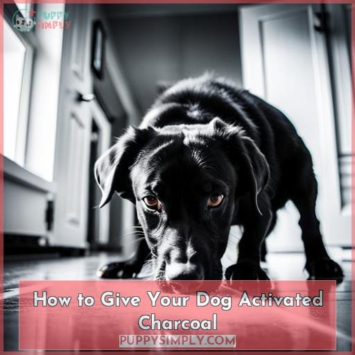 How to Give Your Dog Activated Charcoal