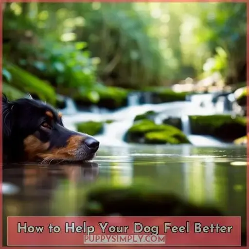 How to Help Your Dog Feel Better