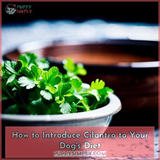 How to Introduce Cilantro to Your Dog
