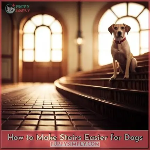 How to Make Stairs Easier for Dogs