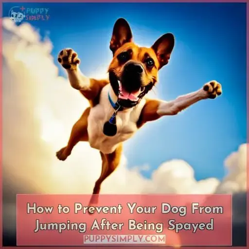 How to Prevent Your Dog From Jumping After Being Spayed