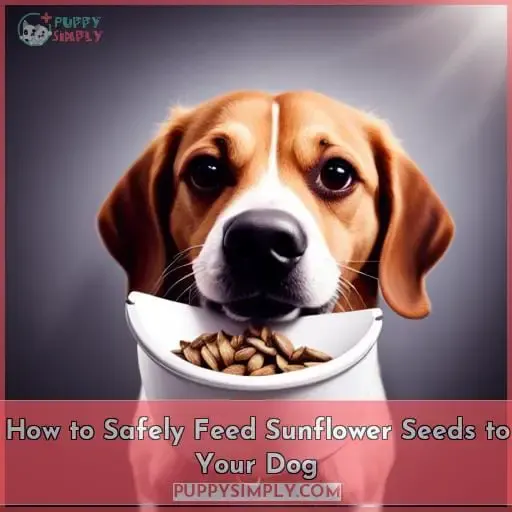 How to Safely Feed Sunflower Seeds to Your Dog
