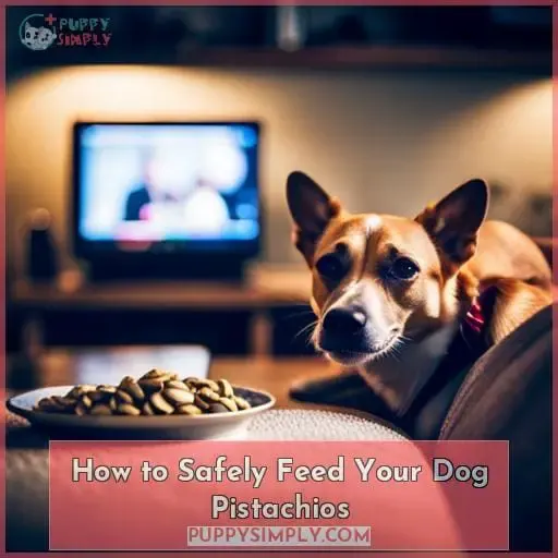 How to Safely Feed Your Dog Pistachios
