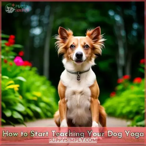 How to Start Teaching Your Dog Yoga