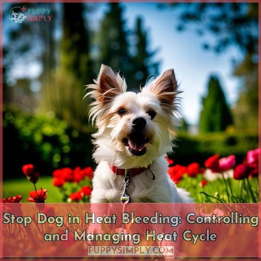 Stop Dog in Heat Bleeding Controlling and Managing Heat Cycle