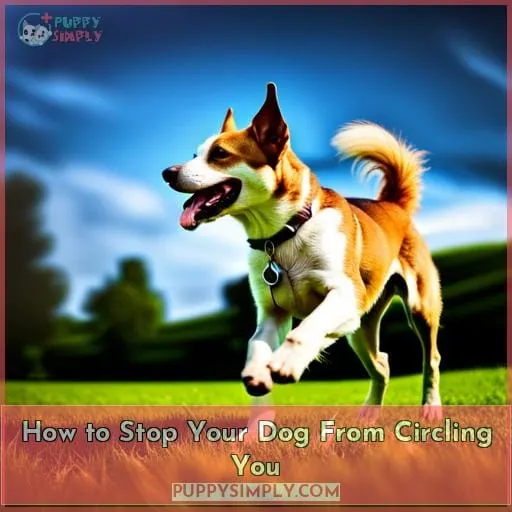 How to Stop Your Dog From Circling You