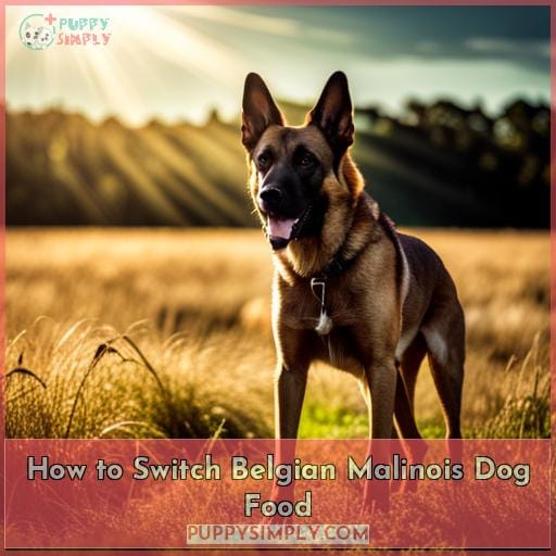 How to Switch Belgian Malinois Dog Food