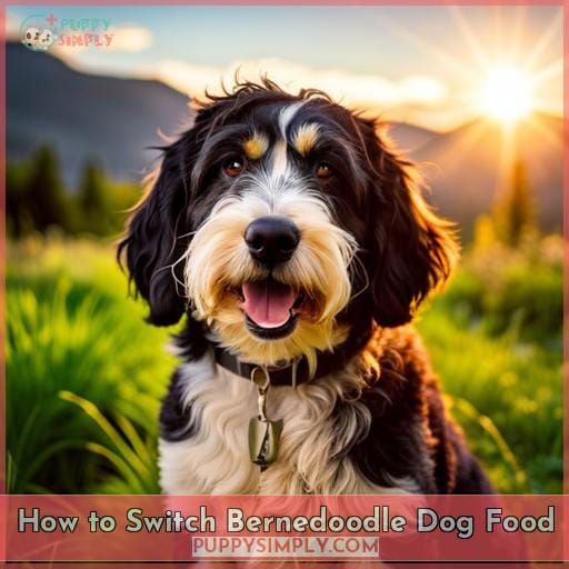 How to Switch Bernedoodle Dog Food