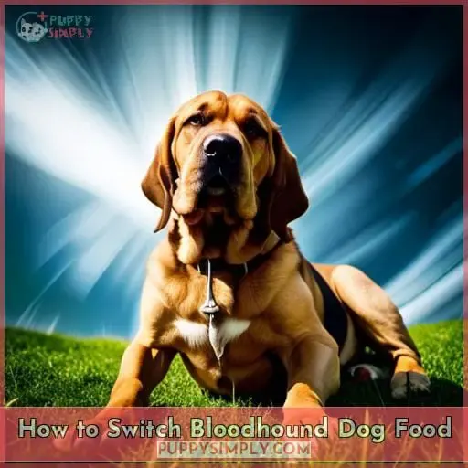 How to Switch Bloodhound Dog Food