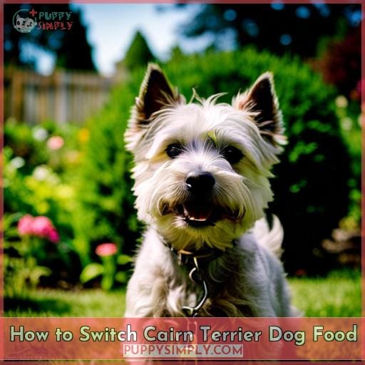 How to Switch Cairn Terrier Dog Food