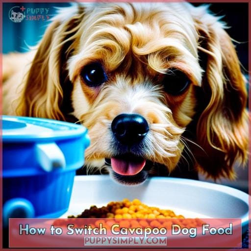 How to Switch Cavapoo Dog Food