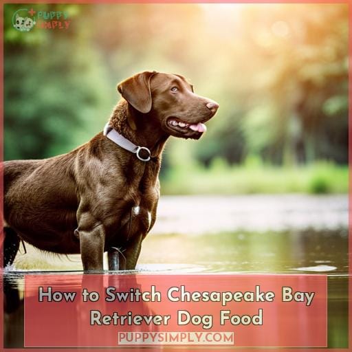 How to Switch Chesapeake Bay Retriever Dog Food