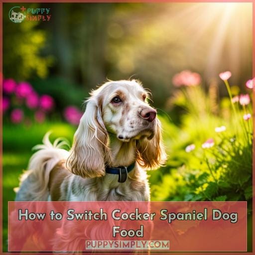 How to Switch Cocker Spaniel Dog Food