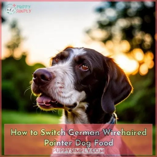 How to Switch German Wirehaired Pointer Dog Food