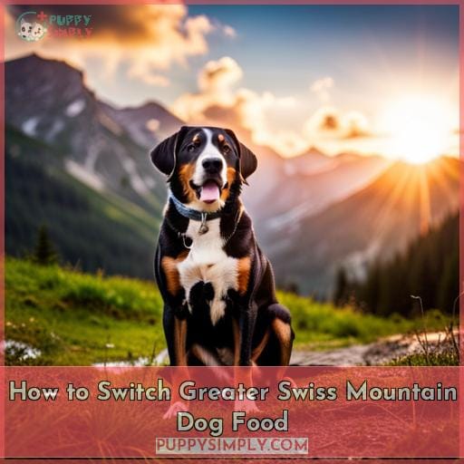 How to Switch Greater Swiss Mountain Dog Food